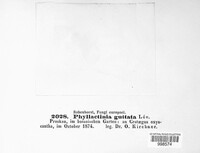 Phyllactinia guttata image
